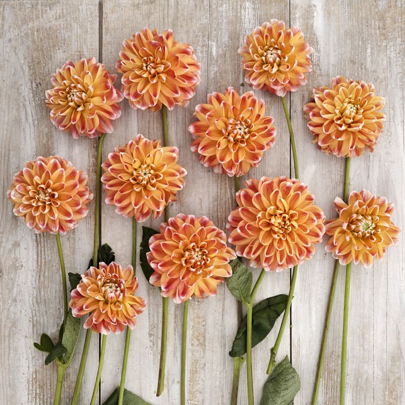 Dalia decorativa Hapet Harmony (Floración)