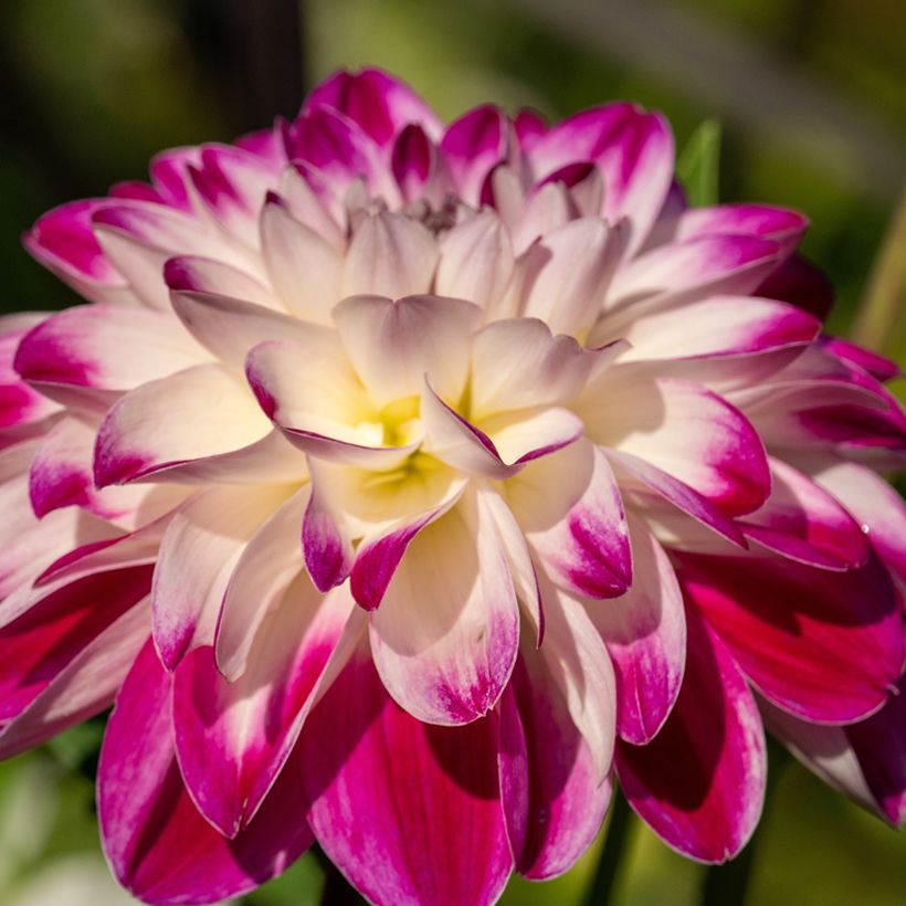 Dalia decorativa Saint Martin (Floración)