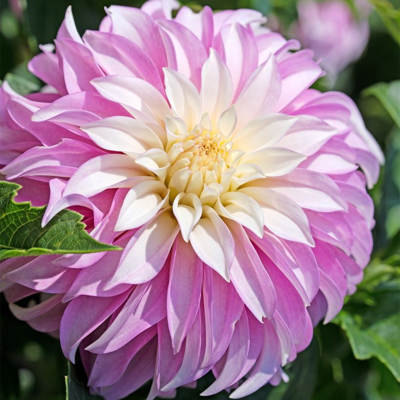 Dalia decorativa Pink Petticoat (Floración)