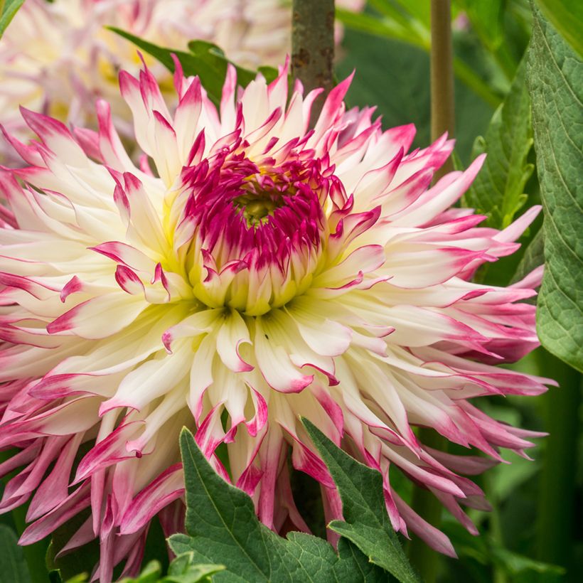 Dahlia fimbriata Caproz Josephine (Floración)
