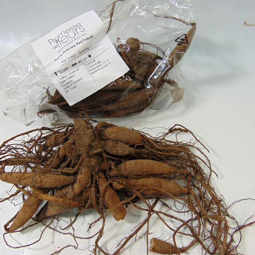 Ejemplo de ejemplar de Dalia fimbriata Red Fubuki Bulbo calibre I tal y como se entrega