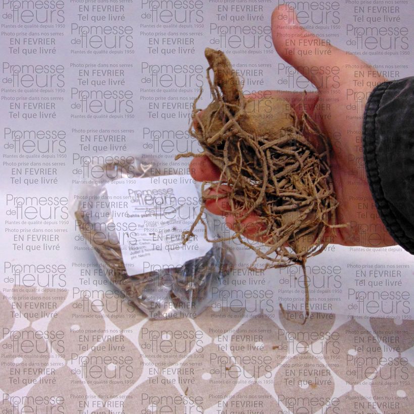 Ejemplo de ejemplar de Dalia decorativa White Perfection Bulbo calibre I tal y como se entrega