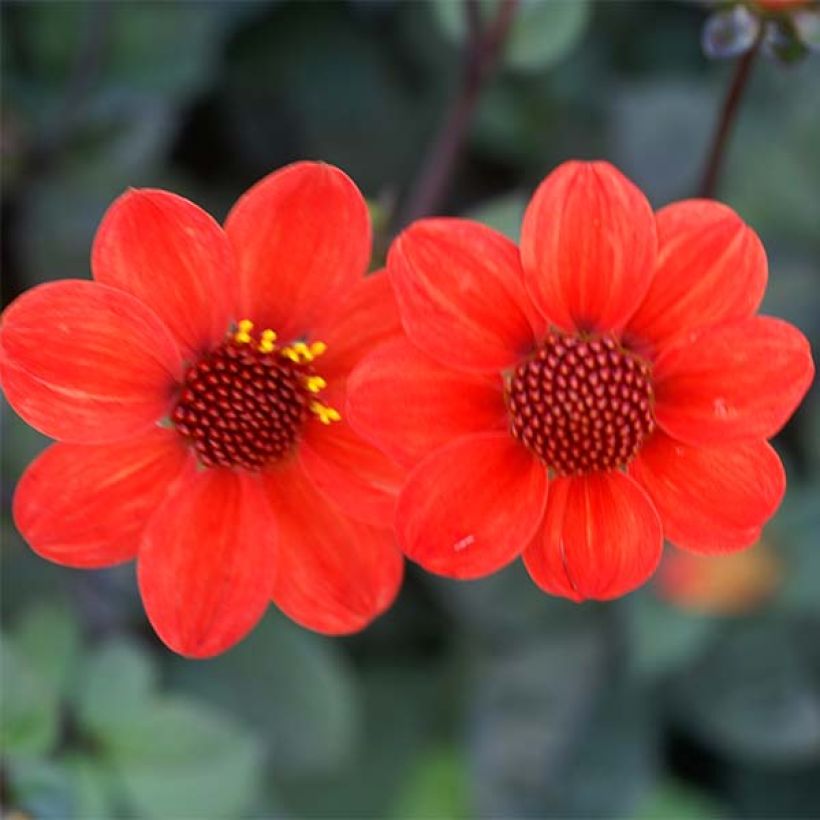 Dalia enana Scura (Floración)