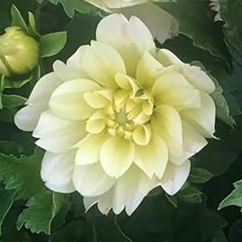 Dalia enana Berliner Lemon (Floración)