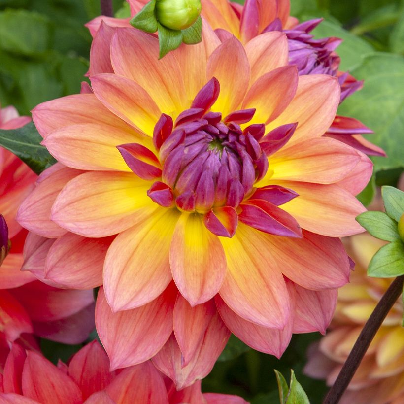 Dalia enana Firepot (Floración)
