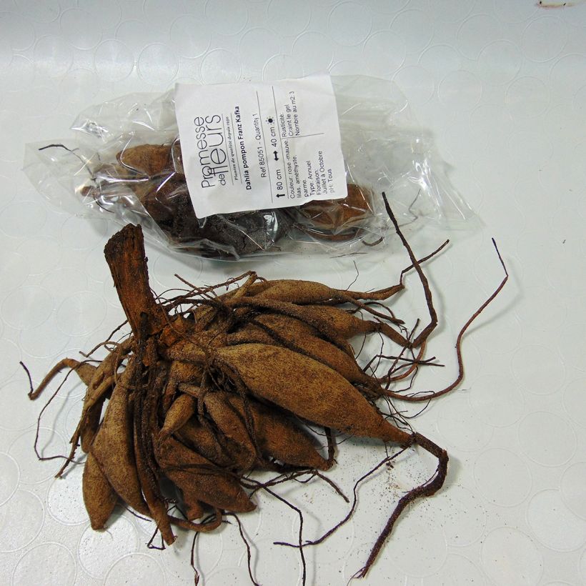 Ejemplo de ejemplar de Dalia pompón Franz Kafka Bulbo calibre I tal y como se entrega