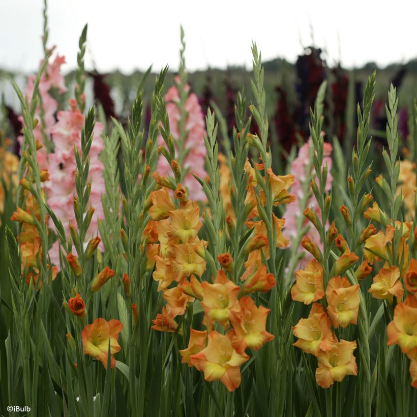 Gladiolus Sunglow (Porte)