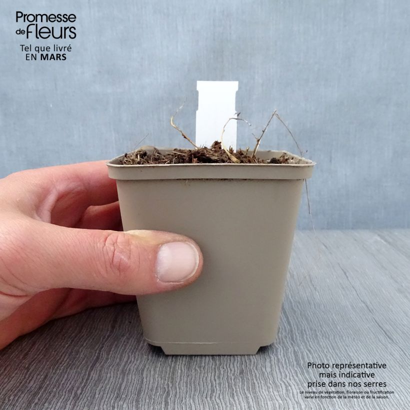 Dalea candida Maceta de 8/9 cm Ejemplar entregado en la primavera