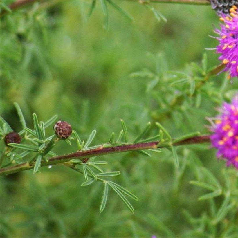 Dalea purpurea Stephanie (Follaje)