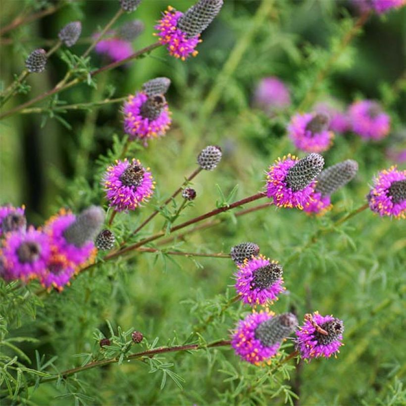Dalea purpurea Stephanie (Floración)