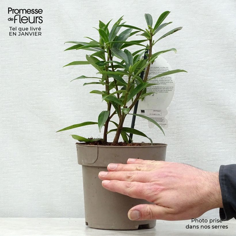 Daphne Perfume Princess Maceta 2L/3L Ejemplar entregado en invierno