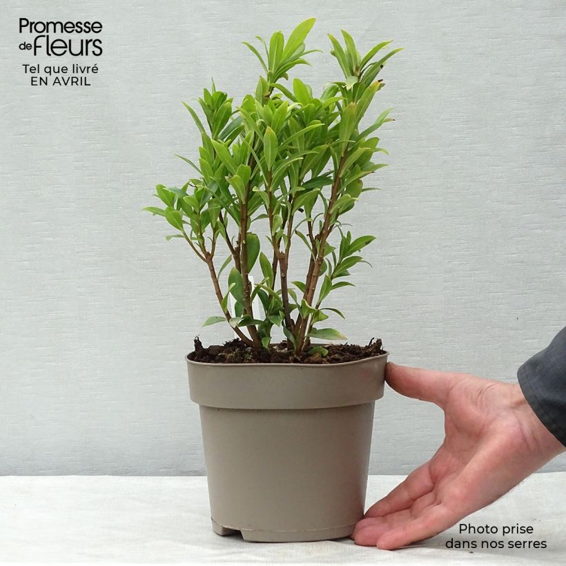 Daphne Perfume Princess Maceta 2L/3L Ejemplar entregado en la primavera