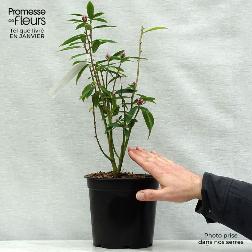 Daphne Spring Beauty Maceta 3L/4L Ejemplar entregado en invierno