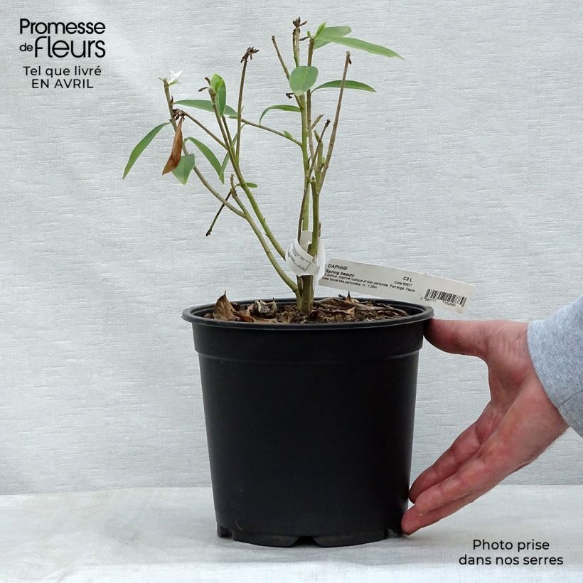 Daphne Spring Beauty Maceta 3L/4L Ejemplar entregado en la primavera