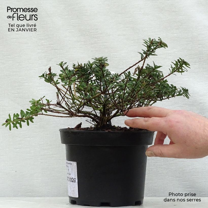 Daphne cneorum - Torvisco de los pirineos Maceta 2L/3L Ejemplar entregado en invierno