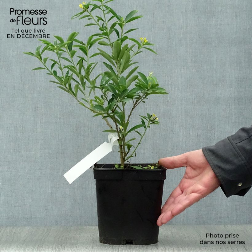 Daphne gemmata Royal Crown Maceta 2L/3L Ejemplar entregado en invierno