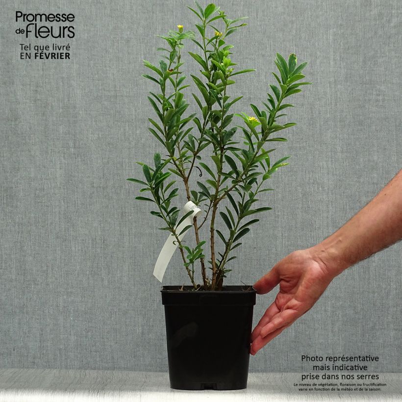 Ejemplar de Daphne gemmata Royal Crown Maceta 2L/3L entregado en otoño