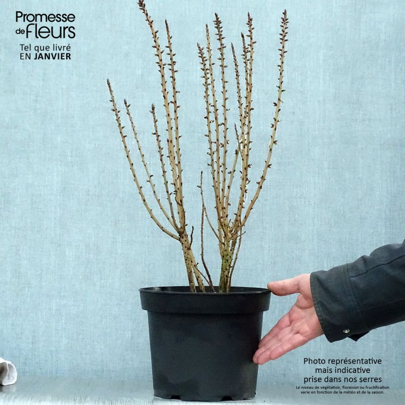 Daphne mezereum var. rubra - Laureola hembra Maceta 3L/4L Ejemplar entregado en invierno