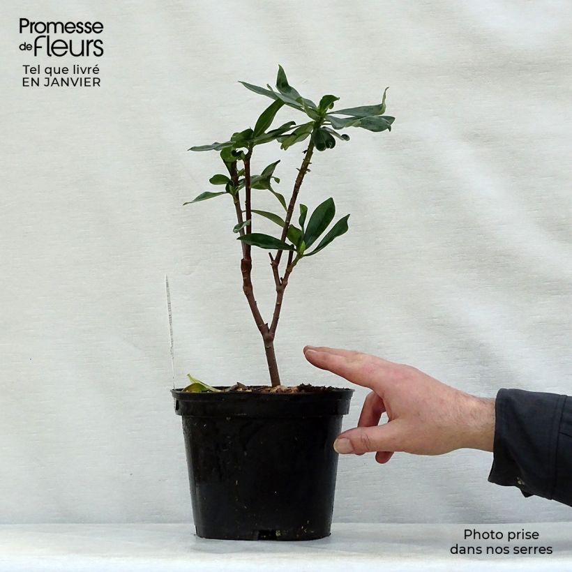 Daphne odora Maceta 1L/1,5L Ejemplar entregado en invierno