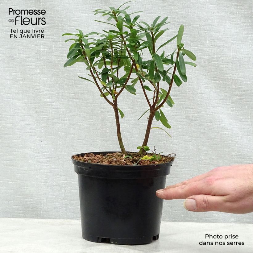 Daphne transatlantica Pink Fragrance Maceta 2L/3L Ejemplar entregado en invierno