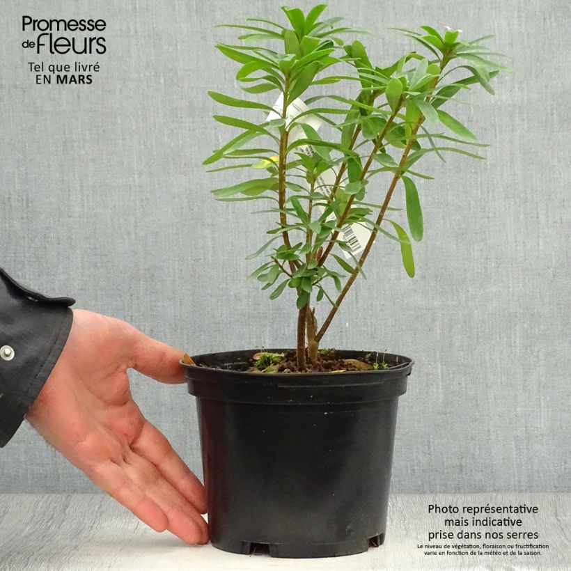 Daphne transatlantica Pink Fragrance Maceta 2L/3L Ejemplar entregado en la primavera