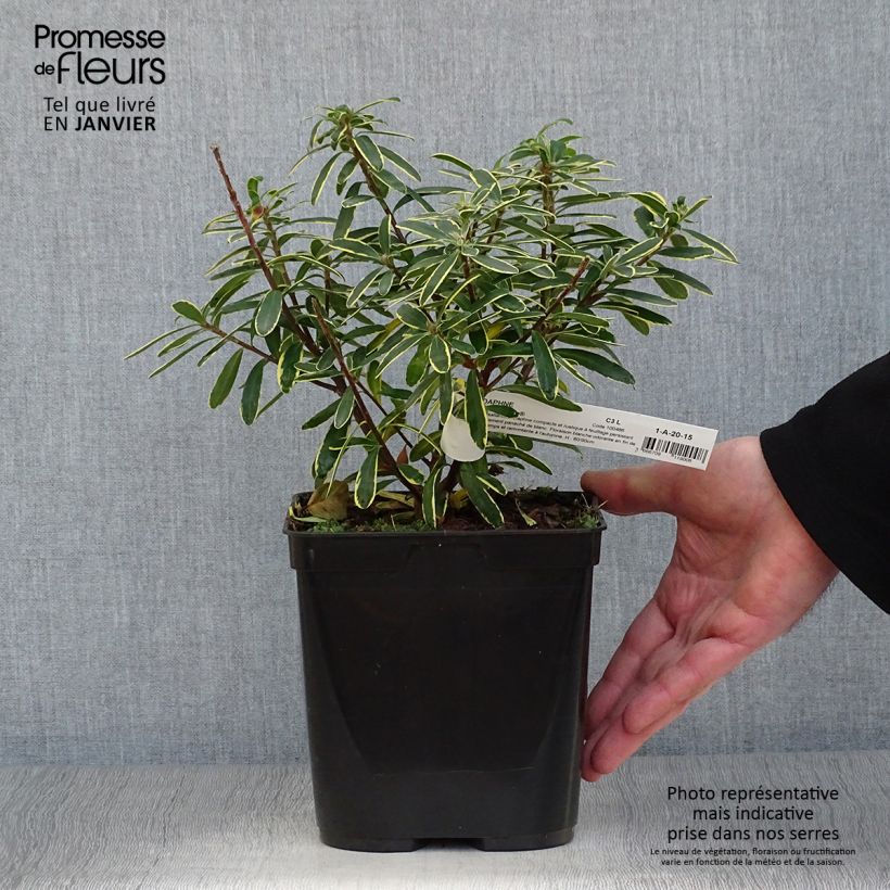 Daphne transatlantica Summer Ice Maceta 3L/4L Ejemplar entregado en invierno