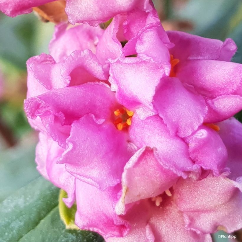 Daphne Sweetheart (Floración)