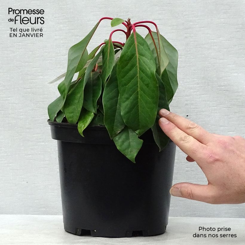 Daphniphyllum himalayense subsp. macropodum Maceta 2L/3L Ejemplar entregado en invierno