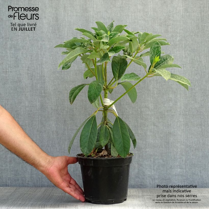 Ejemplar de Daphniphyllum himalayense subsp. macropodum Maceta 2L/3L entregado en verano