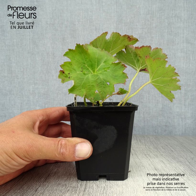 Ejemplar de Darmera peltata Maceta de 8/9 cm entregado en verano