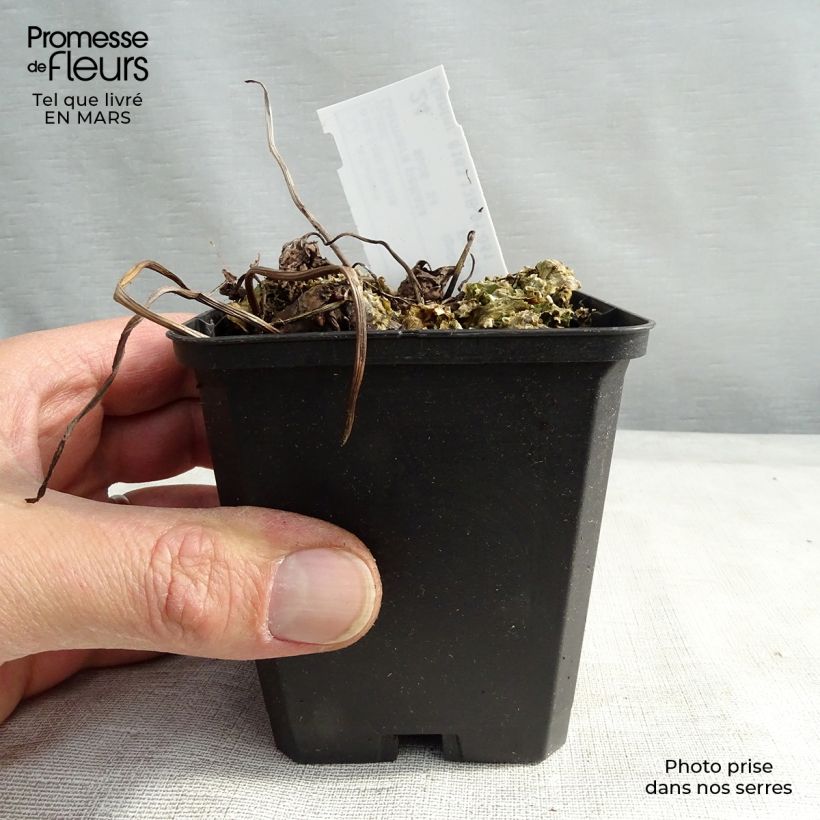 Darmera peltata Maceta de 8/9 cm Ejemplar entregado en invierno