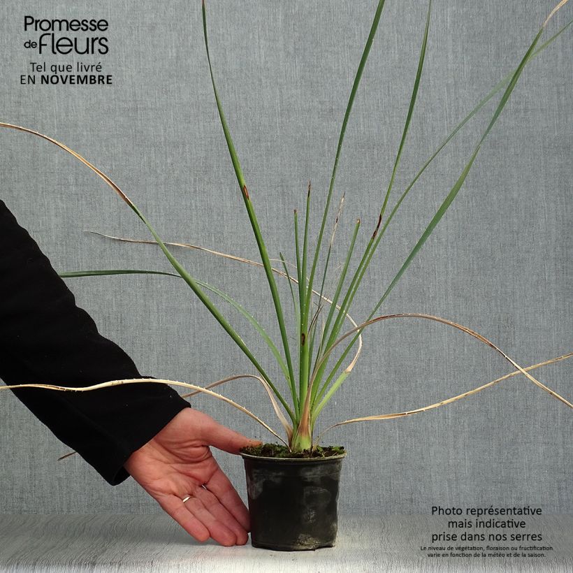 Ejemplar de Dasylirion cedrosanum Maceta de 12 cm / 13 cm entregado en otoño