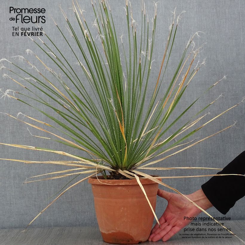 Dasylirion glaucophyllum Maceta 7,5L/10L Ejemplar entregado en invierno