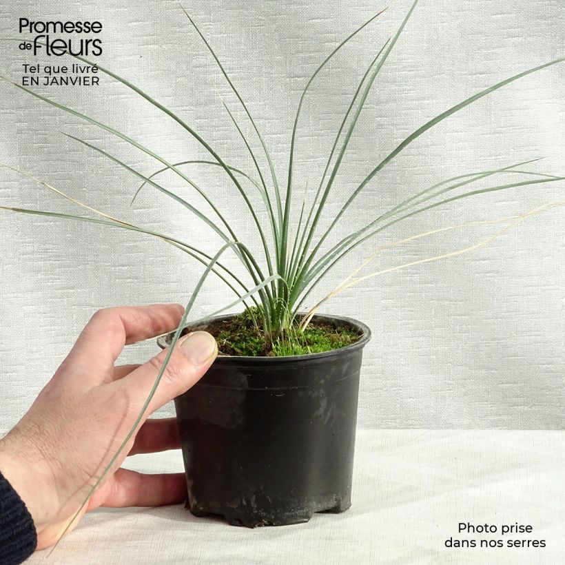 Dasylirion leiophyllum Maceta de 12 cm / 13 cm Ejemplar entregado en invierno