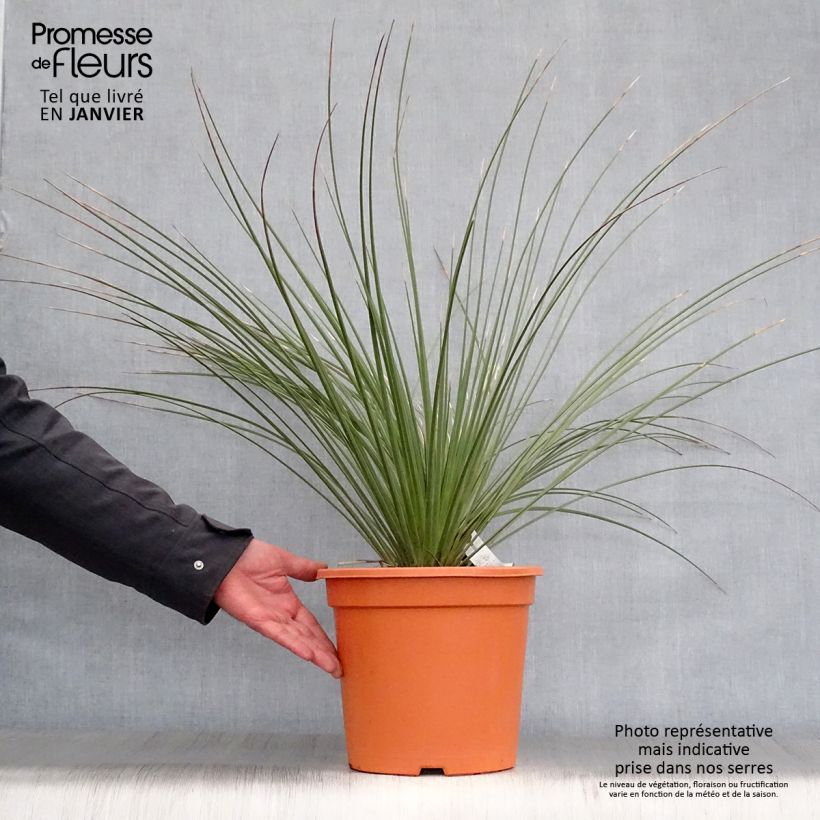 Dasylirion longissimum Maceta 7,5L/10L Ejemplar entregado en invierno