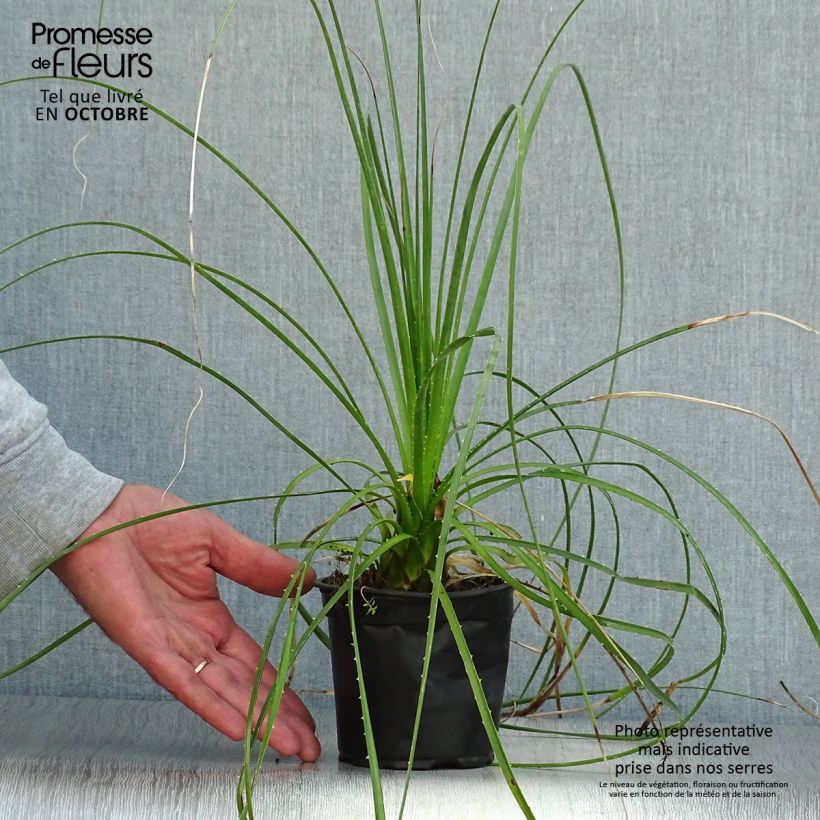 Ejemplar de Dasylirion lucidum Maceta de 12 cm / 13 cm entregado en otoño