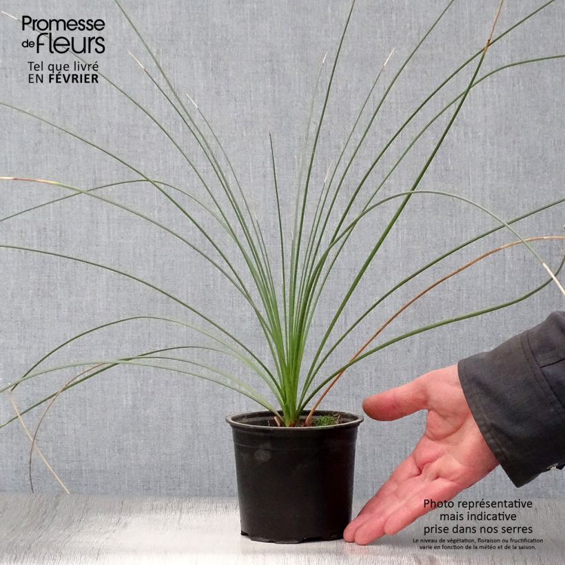 Dasylirion quadrangulatum Maceta de 12 cm / 13 cm Ejemplar entregado en invierno