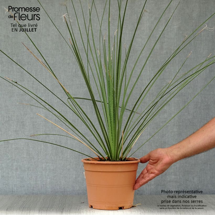 Ejemplar de Dasylirion serratifolium Maceta 12L/15L entregado en verano