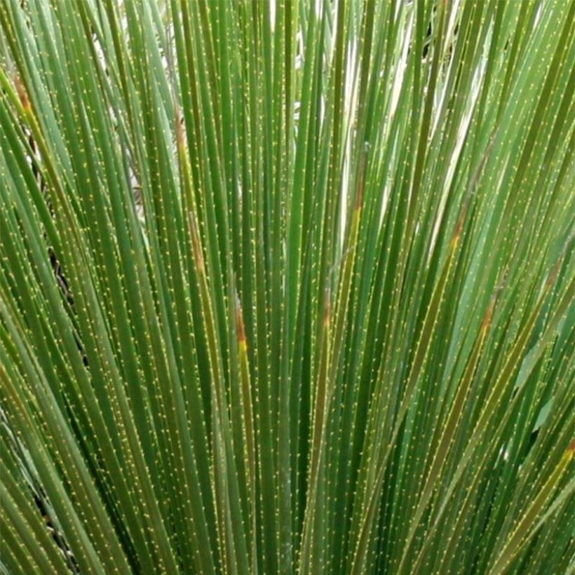 Dasylirion serratifolium (Follaje)