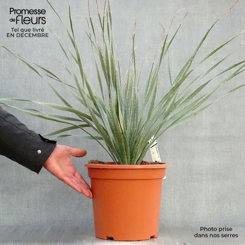 Dasylirion wheeleri Maceta 7,5L/10L Ejemplar entregado en invierno