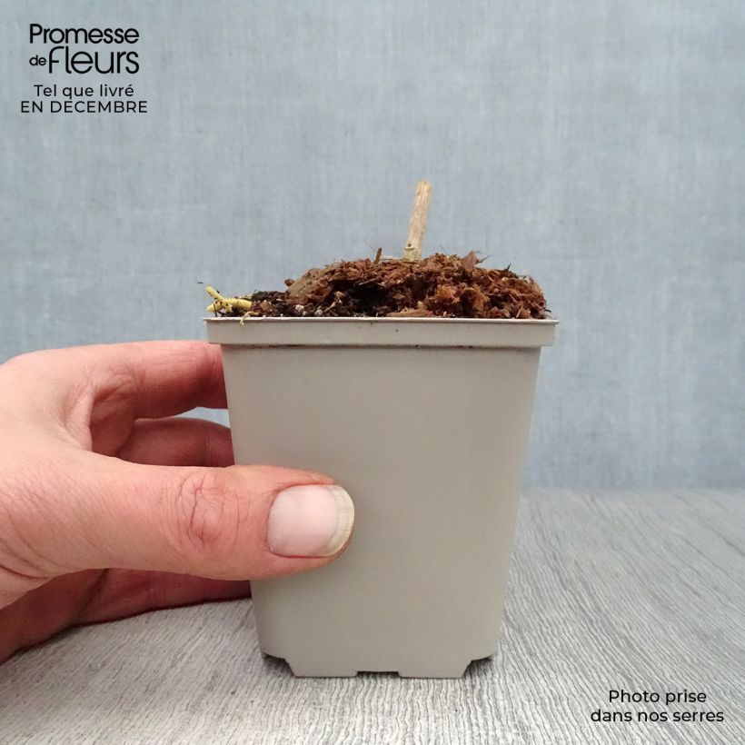 Datisca cannabina - Cáñamo falso Maceta de 8/9 cm Ejemplar entregado en invierno