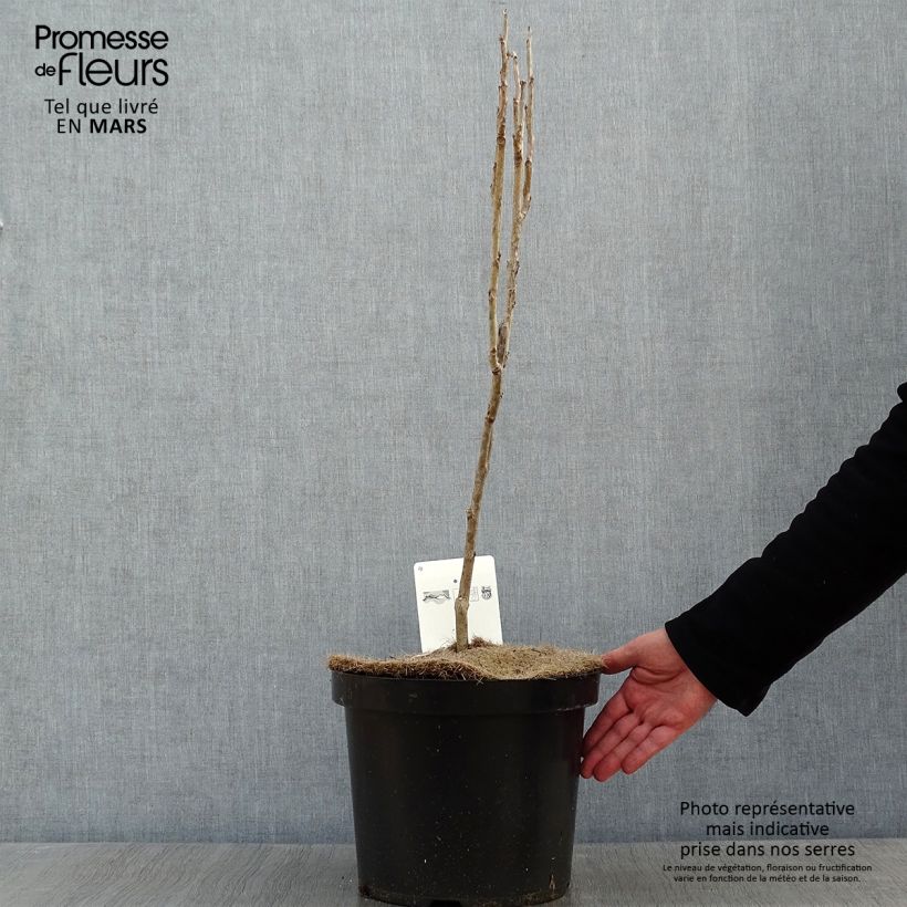 Decaisnea fargesii - Árbol de salchicha azul Maceta 7,5L/10L Ejemplar entregado en invierno