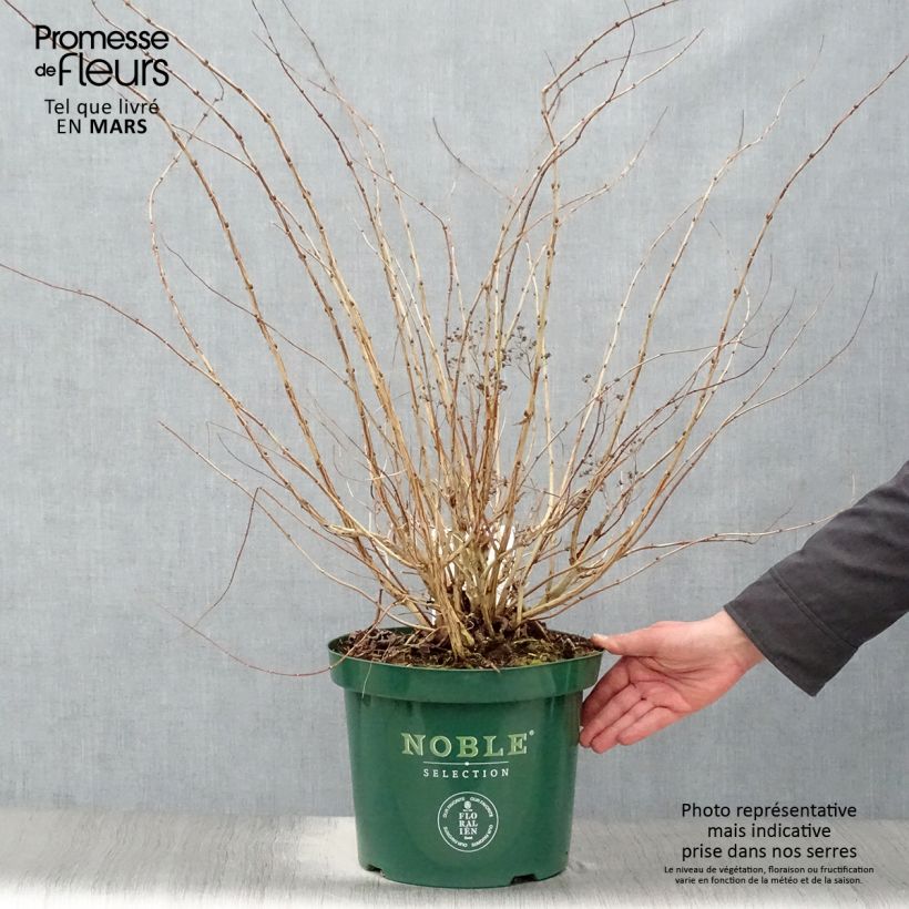 Decaisnea fargesii - Árbol de salchicha azul Maceta 7,5L/10L Ejemplar entregado en la primavera