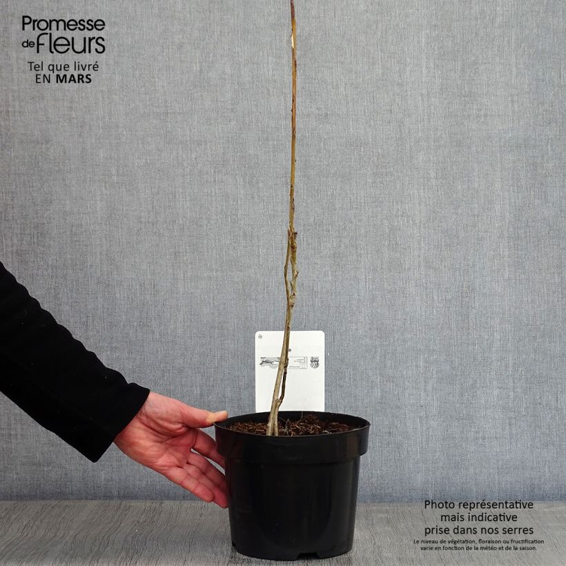 Decaisnea fargesii - Árbol de salchicha azul Maceta 2L/3L Ejemplar entregado en invierno