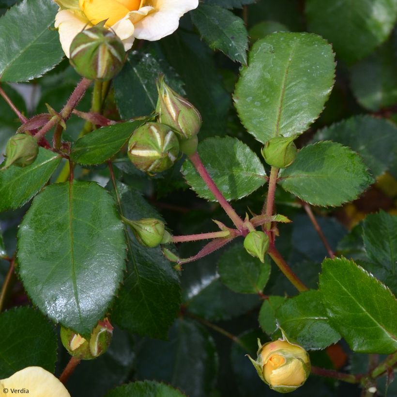 Rosal Soleya (Follaje)