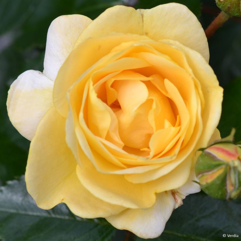 Rosal Soleya (Floración)