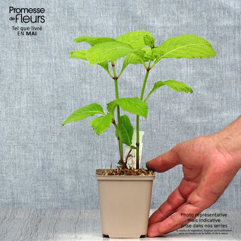 Deinanthe Blue Wonder - Falsa hortensia Maceta de 8/9 cm Ejemplar entregado en la primavera