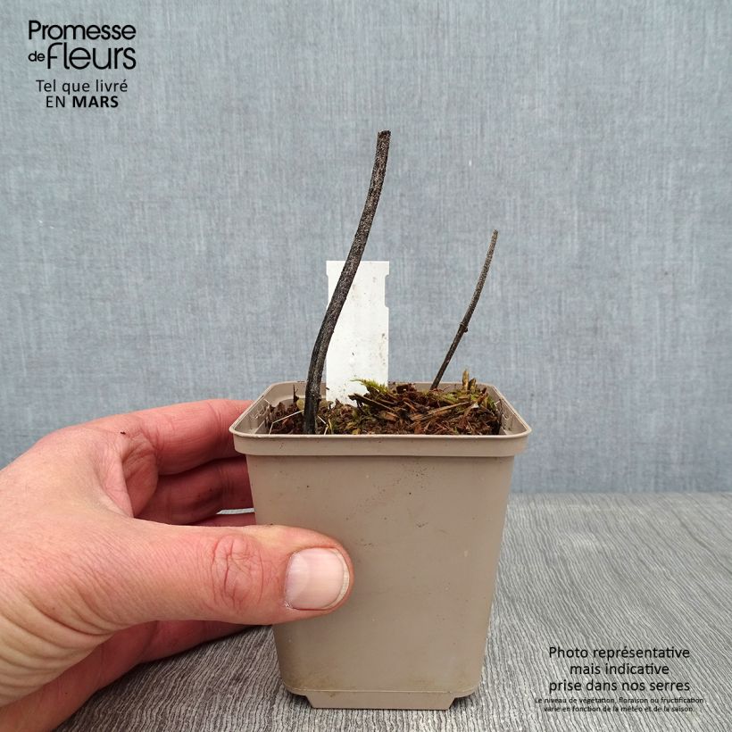 Deinanthe Blue Wonder - Falsa hortensia Maceta de 8/9 cm Ejemplar entregado en invierno