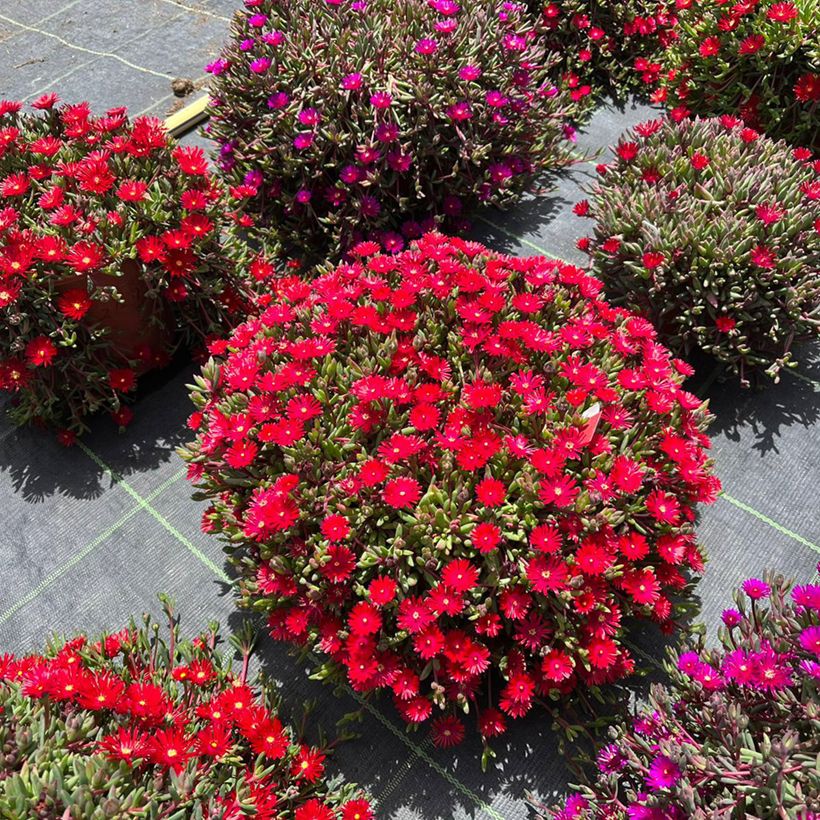 Delosperma Desert Dancers Red - Alfombra rosa (Porte)
