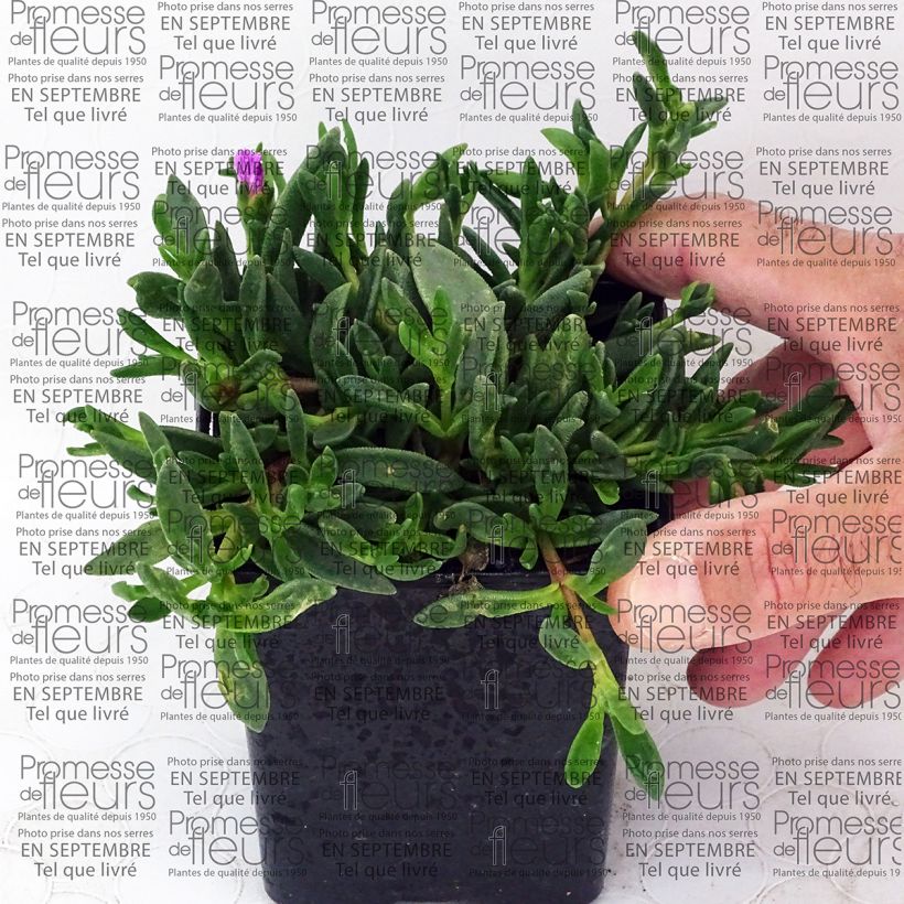 Ejemplo de ejemplar de Delosperma Table Mountain - Pourpier vivace  Godet de 7/8 cm tal y como se entrega